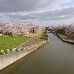 鷲ノ木桜遊歩道公園