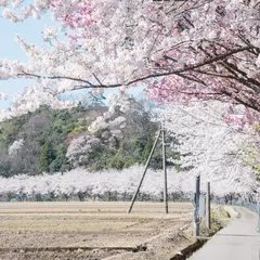 勅使町桜並木
