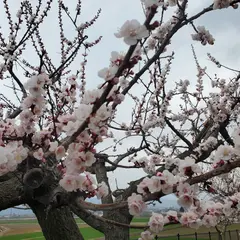 あんずの里 窪山展望公園