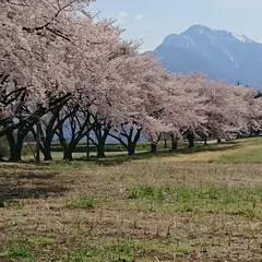 蕪の桜並木