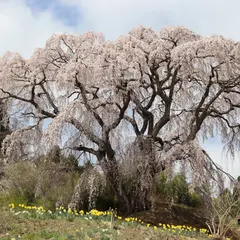 芹ヶ沢桜