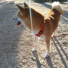 西部運動公園ドッグラン