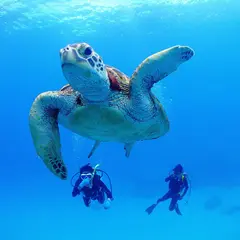 ダイブライフ沖縄