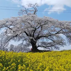 日向の人待ち地蔵桜