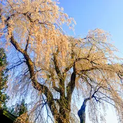 栗山沢しだれ桜