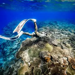 Johnny's Diving
