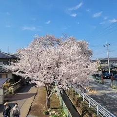 新川桜並木