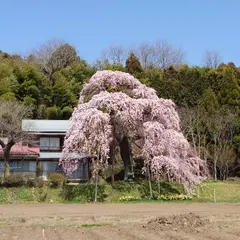 横田陣屋の御殿桜