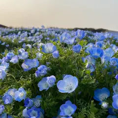 海の中道海浜公園 花の丘