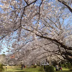 権現山公園