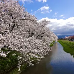 馬渡の桜並木