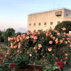 おもやい市民花壇 薔薇園