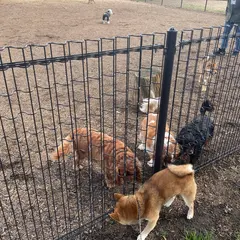 篠崎公園 ドッグラン