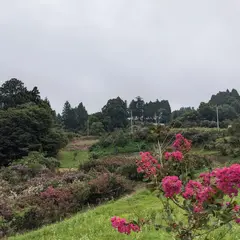 東和サルスベリ園
