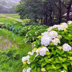 くぼた紫陽花公園