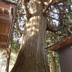 矢引沢の大杉