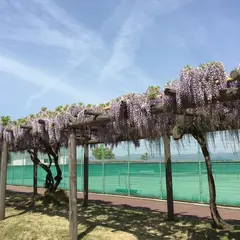 藤島体育館