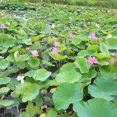 木場潟公園南園地休憩所