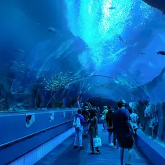 ジョージア水族館