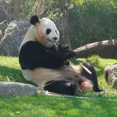 希少動物繁殖センター PANDA LOVE