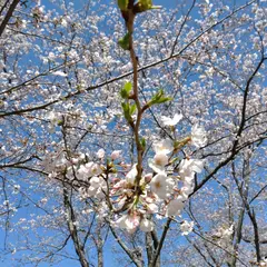 加布里公園