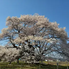 馬ノ墓の種蒔桜