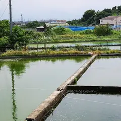 金魚の養殖池