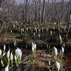 水芭蕉の森公園