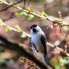 小山田ヒガンザクラ樹林