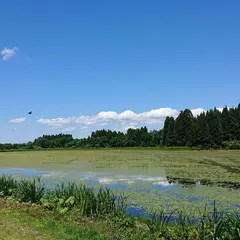 じゅんさい沼