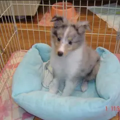 ペットサロンぽち
