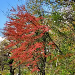 釈迦新道登山口