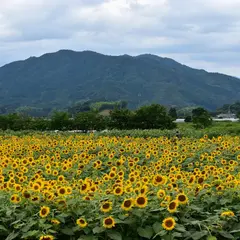 土佐市出間ひまわり畑