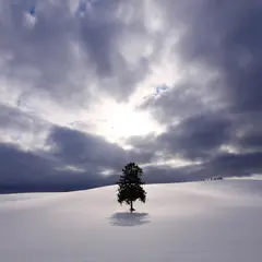 八幡丘ツリー