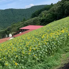 ひまわり畑