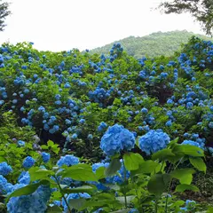 アジサイ公園