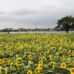 伊佐沼東岸花畑