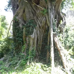 松山のアコウの木