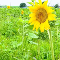 ひまわりの里