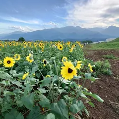 明野のひまわり畑駐車場