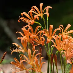 オオキツネノカミソリ群生地 稲武 城ヶ山