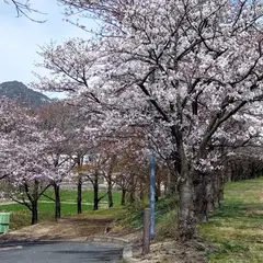 吉井川河川公園桜並木