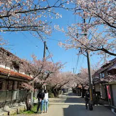 がいせん桜