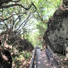 山猪溝原始森林歩道