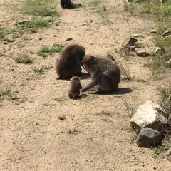銚子渓 自然動物園　お猿の国