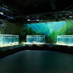 カワスイ川崎水族館