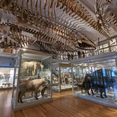 The Harvard Museum of Natural History