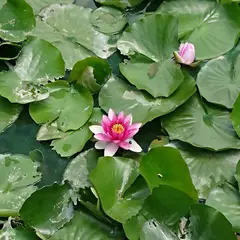 白魦池