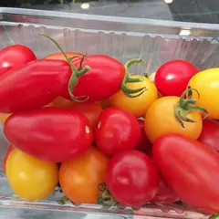 フルーツトマト ほほえみ園