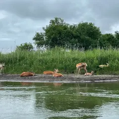 ファミリーカヌーとうろ